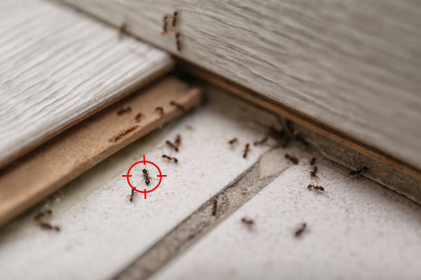 Best Affordable Pest Control Services  in Sarasota, FL