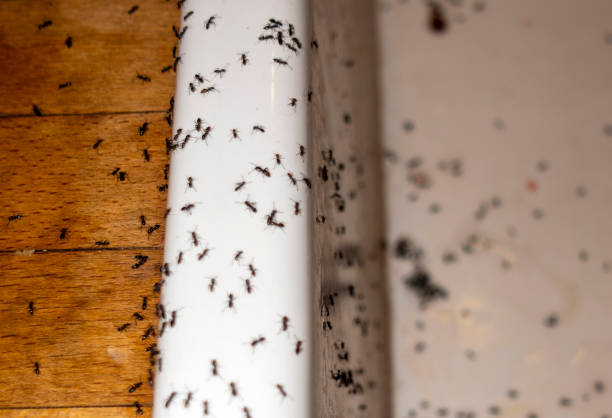 Best Emergency Pest Control  in Sarasota, FL