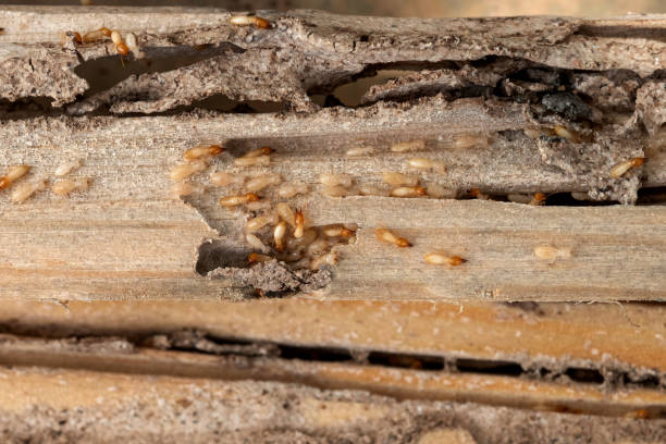 Best Bed Bug Extermination  in Sarasota, FL